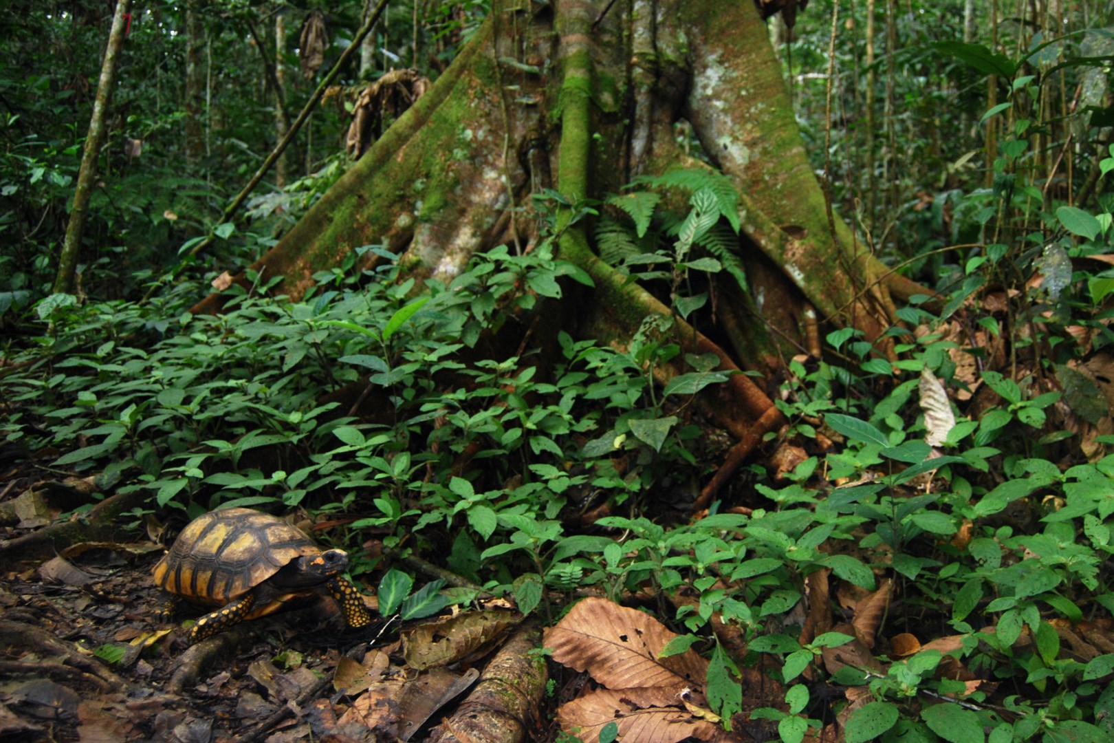  Photo Credit: Photo by Geoff Gallice from Wikimedia