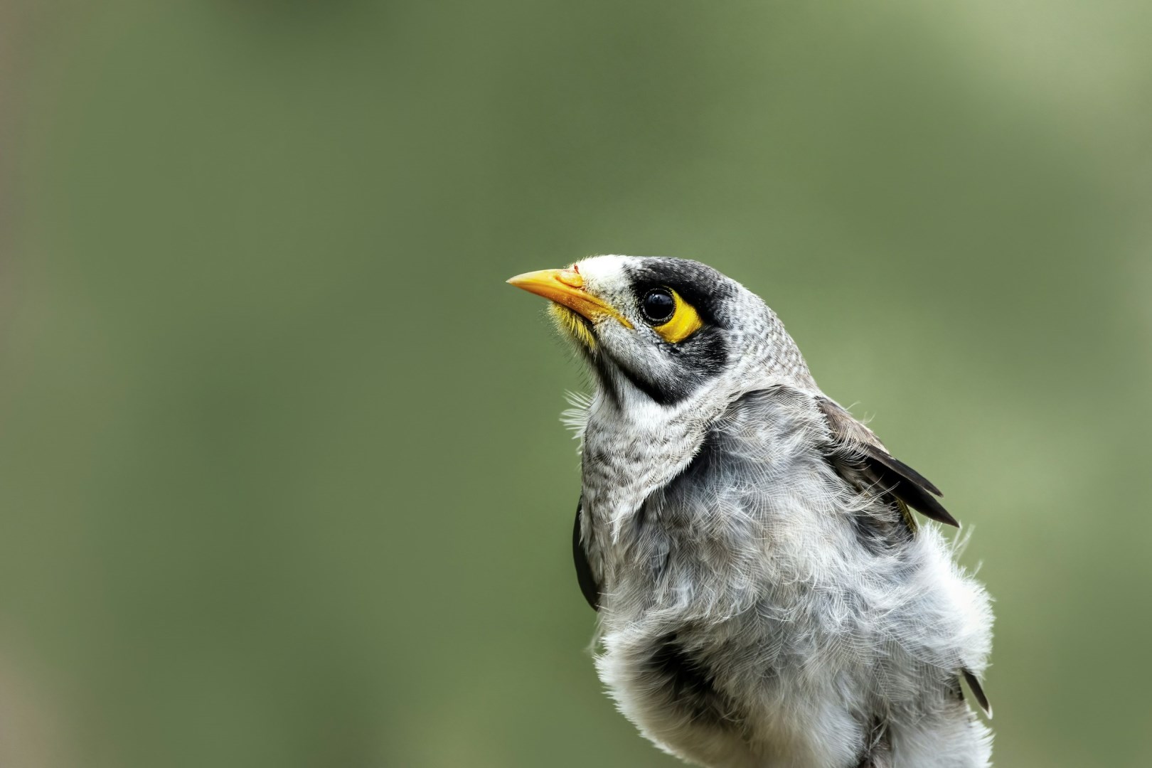 Noisy Miner - Photo Credit: Photo by David Clode on Unsplash
