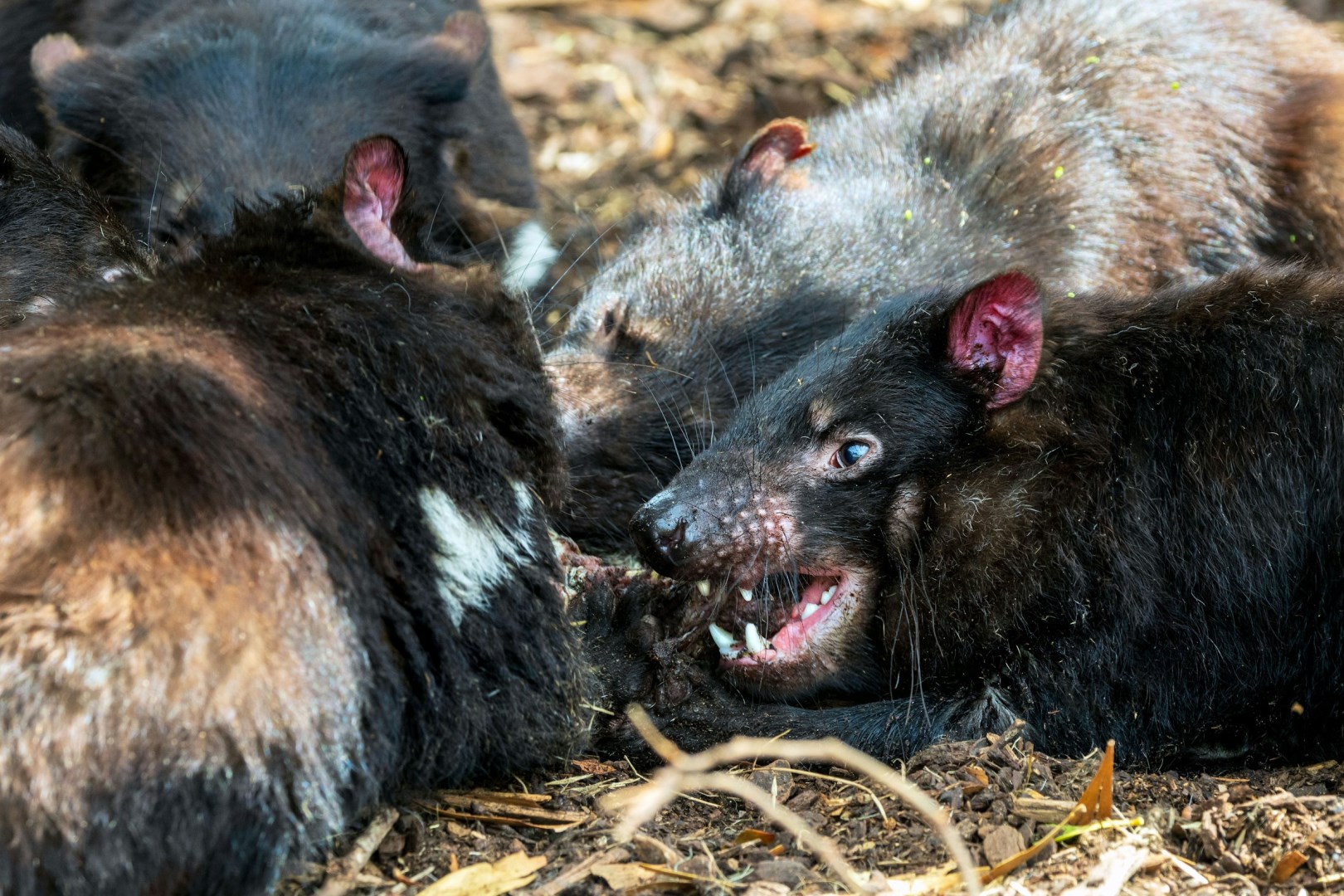Tasmanian devils - Photo Credit: Photo by David Clode on Unsplash