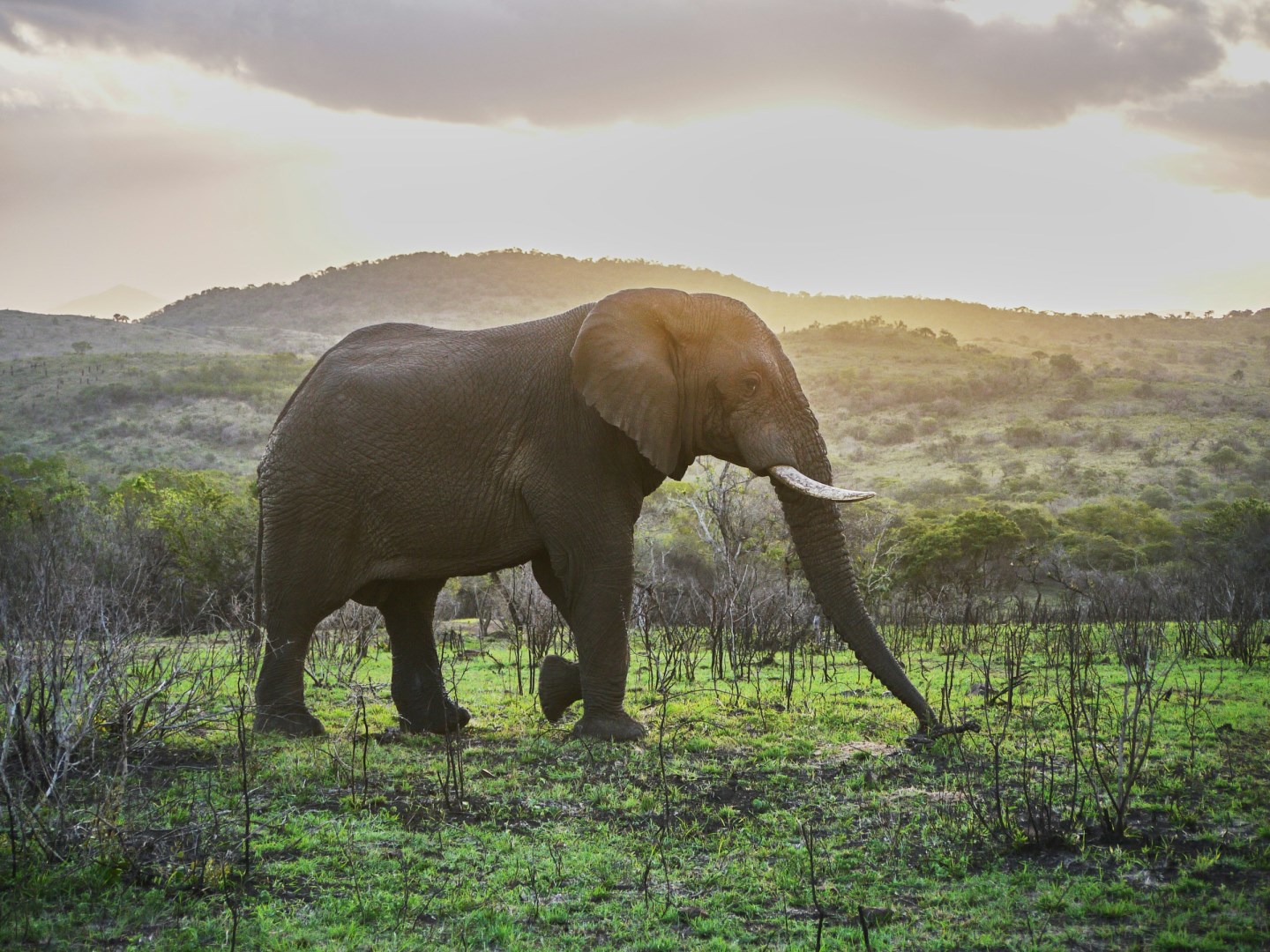  Photo Credit: Photo by Steffen Lemmerzahl on Unsplash
