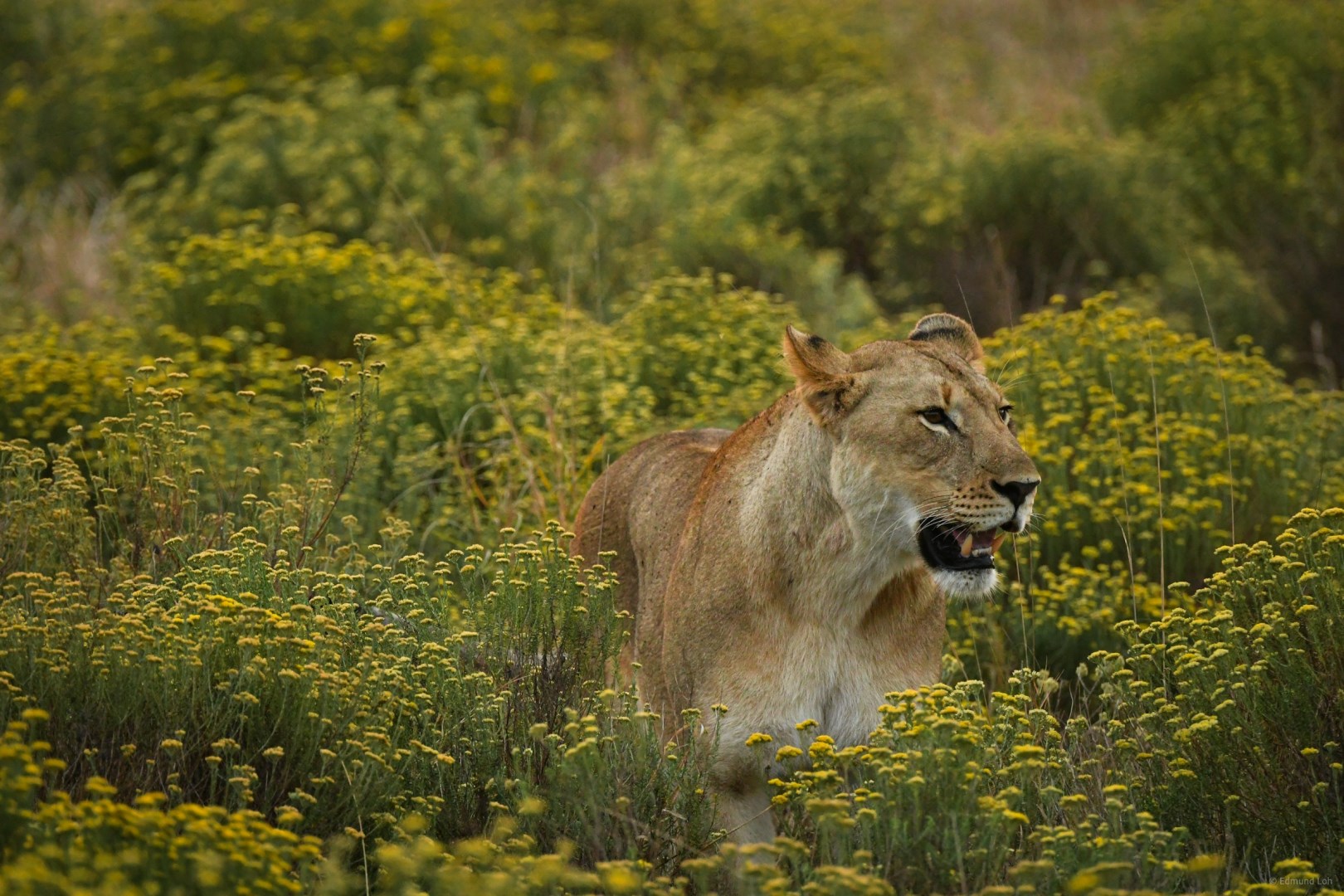Phinda Private Game Reserve