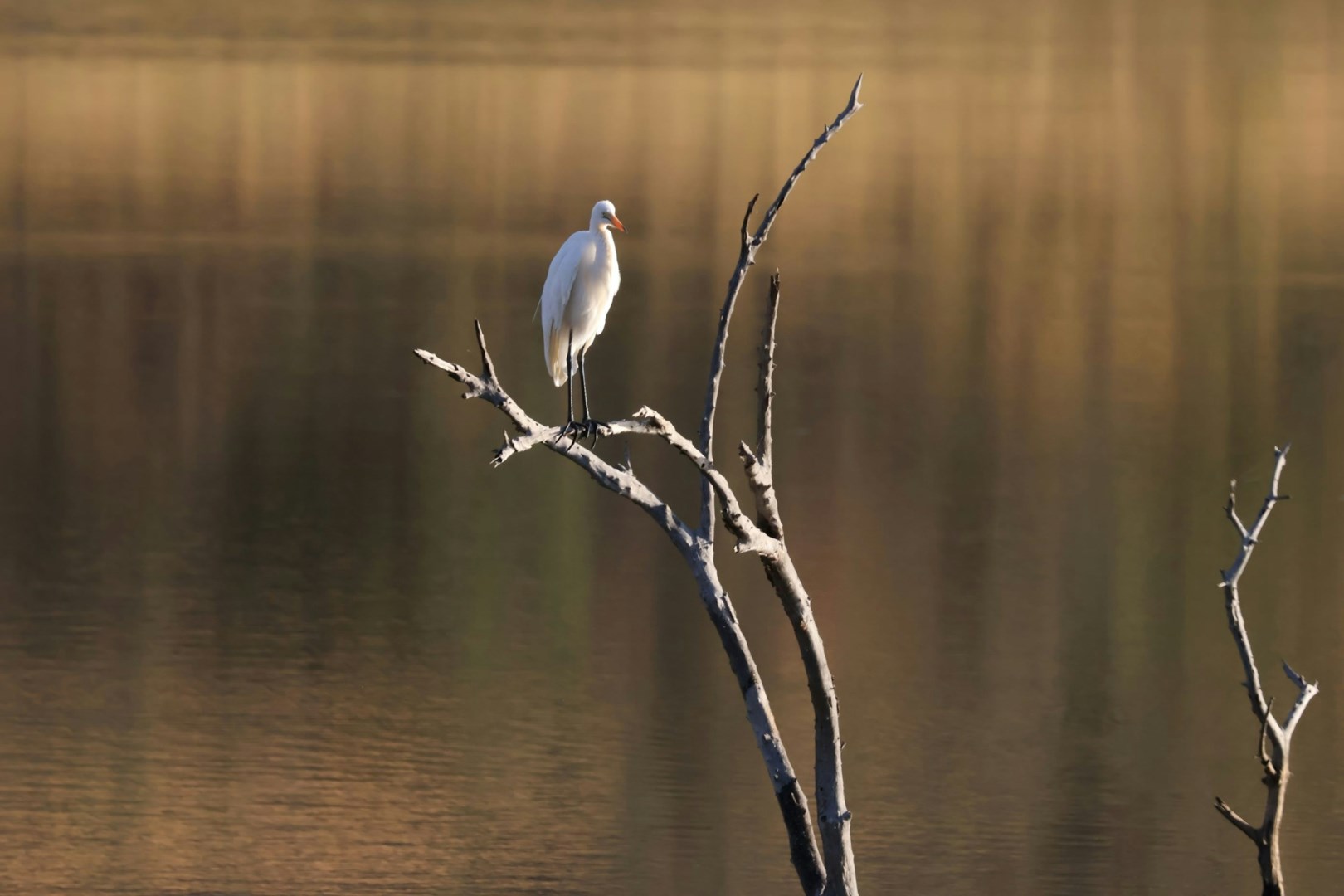 Yellow-billed egret - Photo Credit: Photo by Robbie Cheadle on Unsplash
