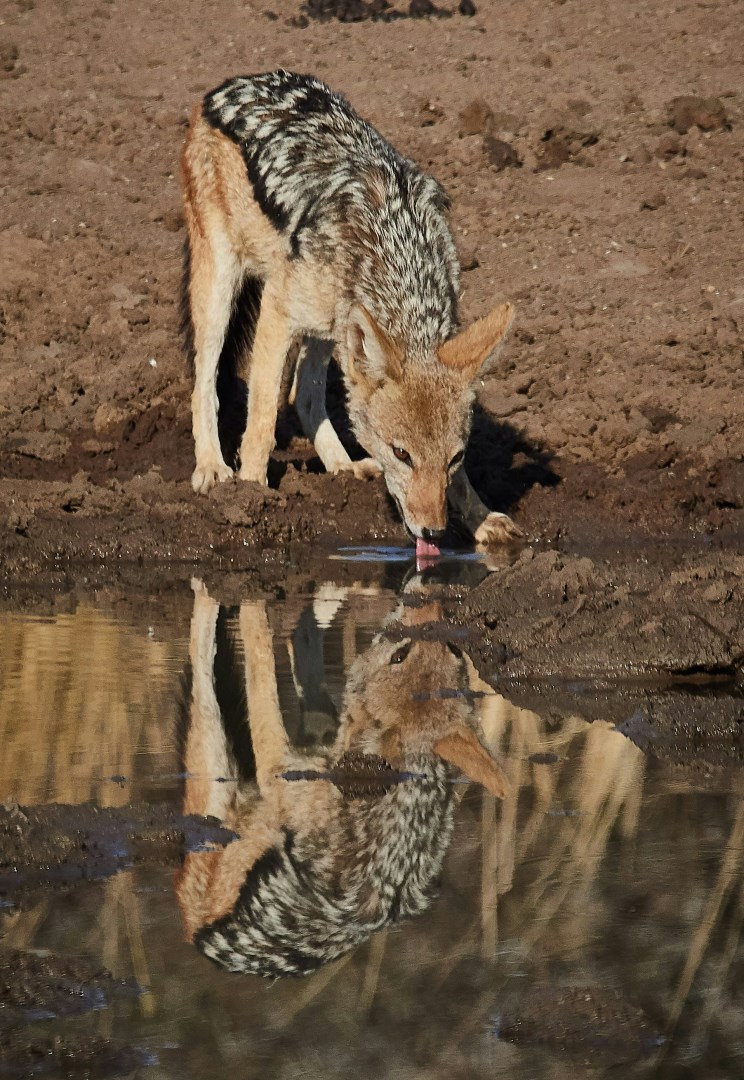 Silver-backed Jackal - Photo Credit: Photo by Charl Durand on Unsplash