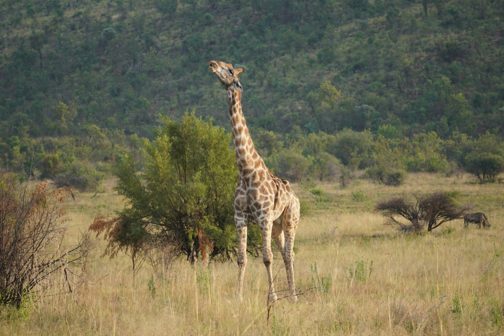 Pilanesberg National Park