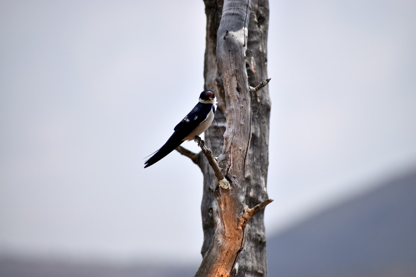 White-throated Swallow - Photo Credit: Photo by Nicole Wreyford on Unsplash