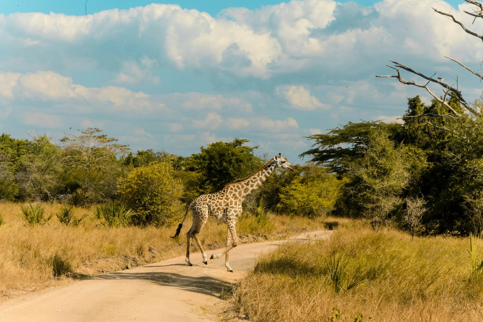 Saadani National Park - Photo Credit: Photo by Andrew Kayani on Unsplash