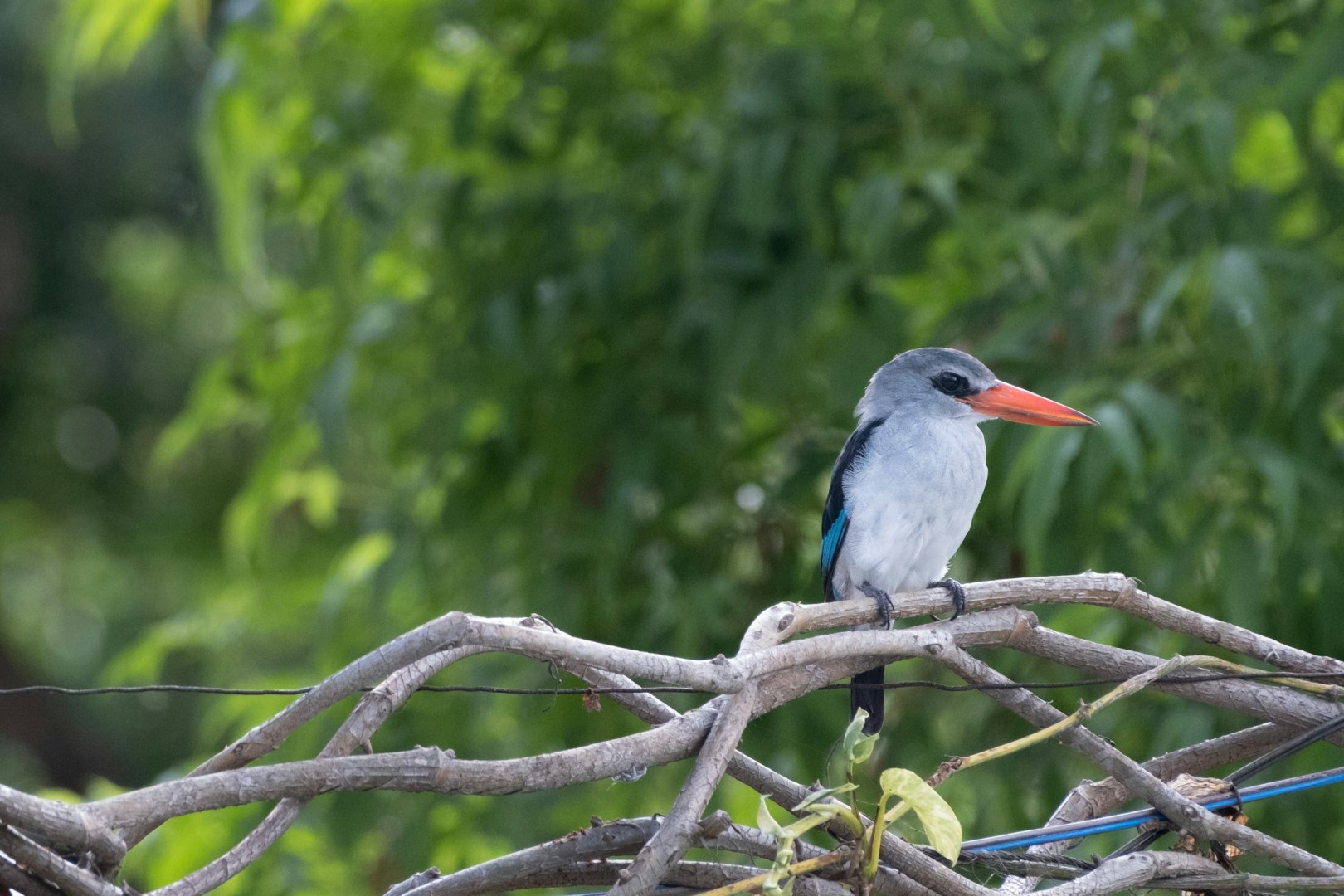  Photo Credit: Photo by Nichika Sakurai on Unsplash