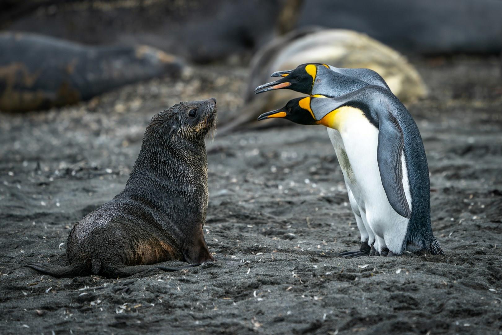 South Sandwich Islands
