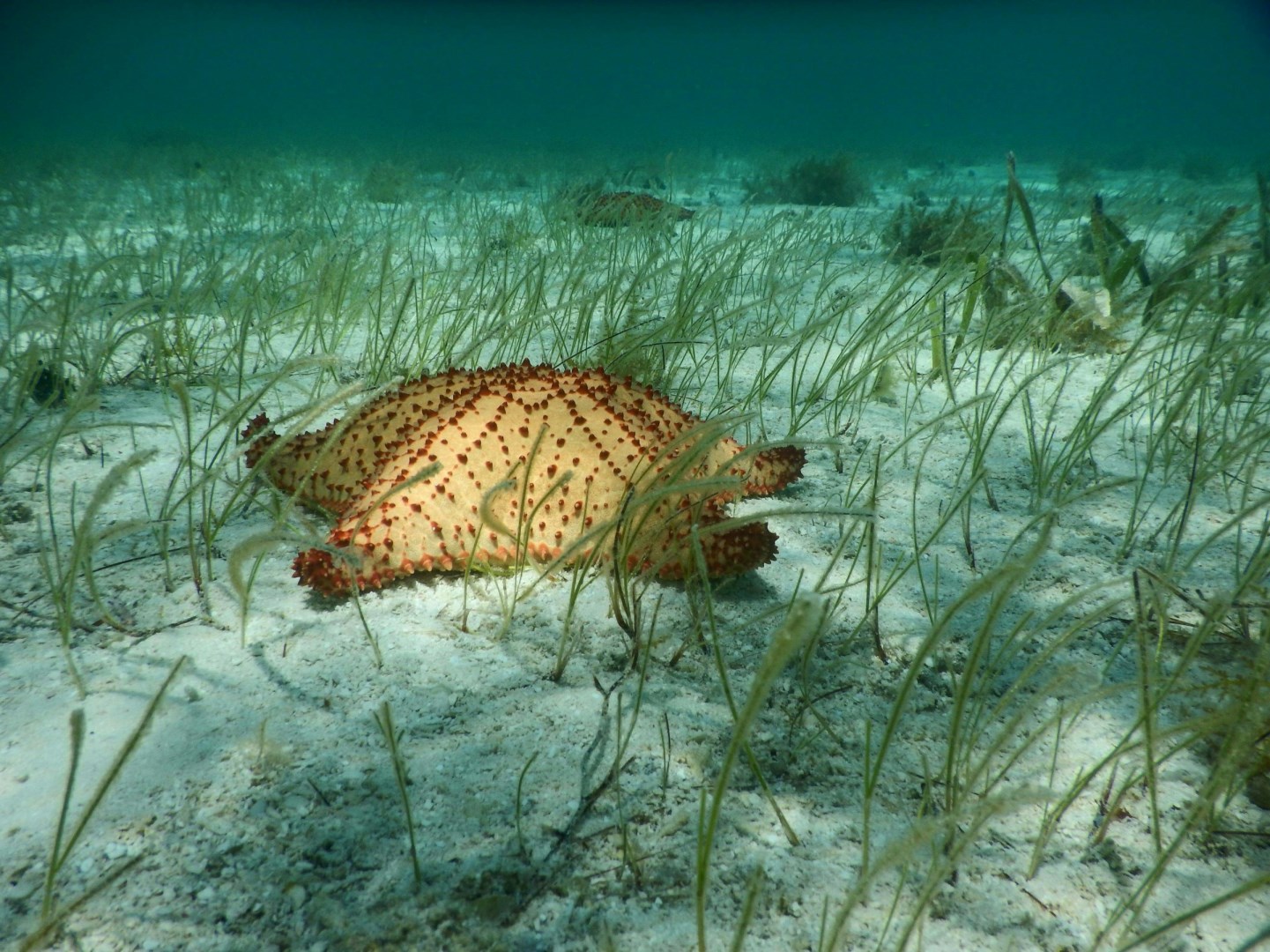 Belize Barrier Reef