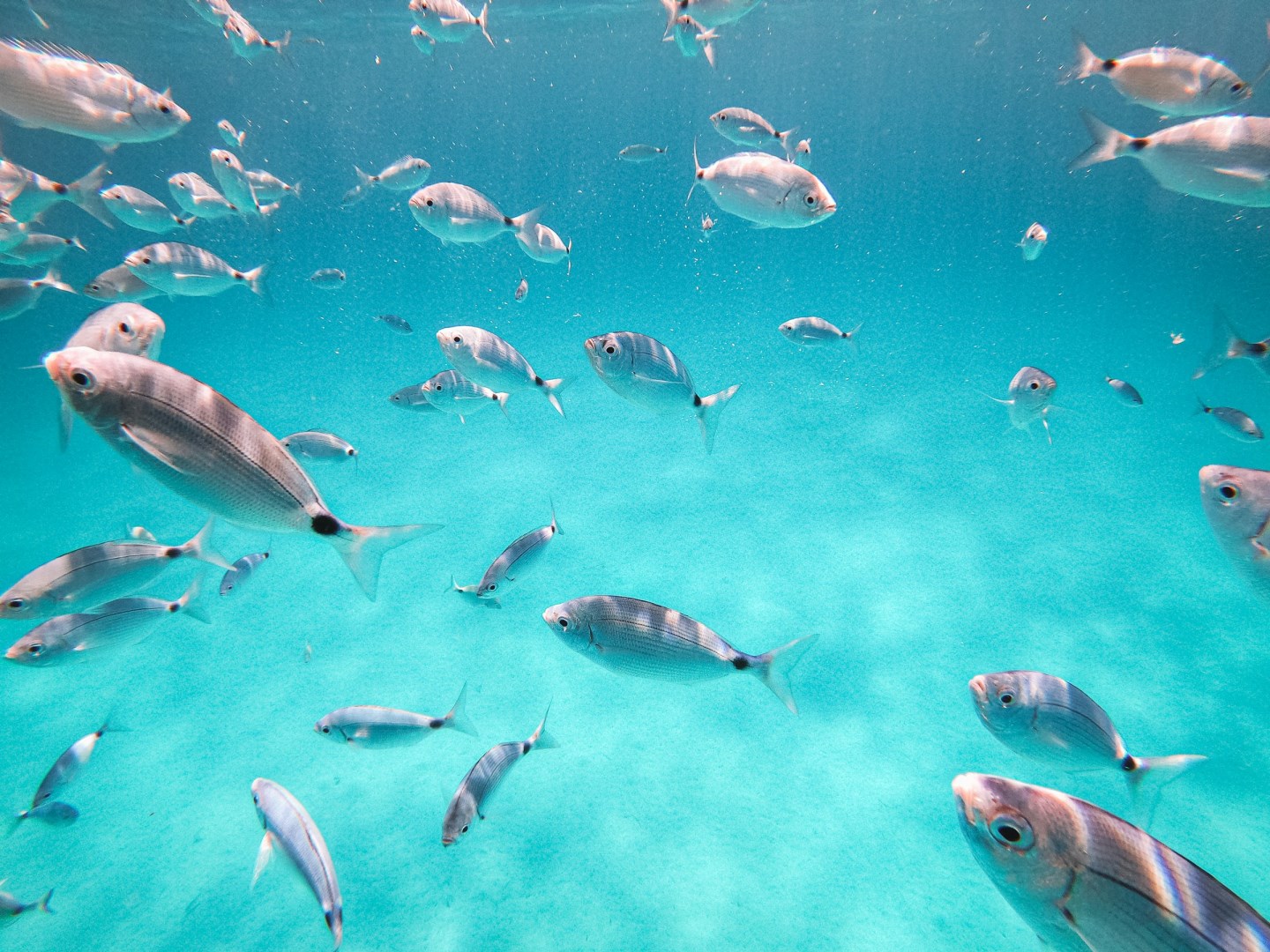  Photo Credit: Photo by Federico Di Dio photography on Unsplash