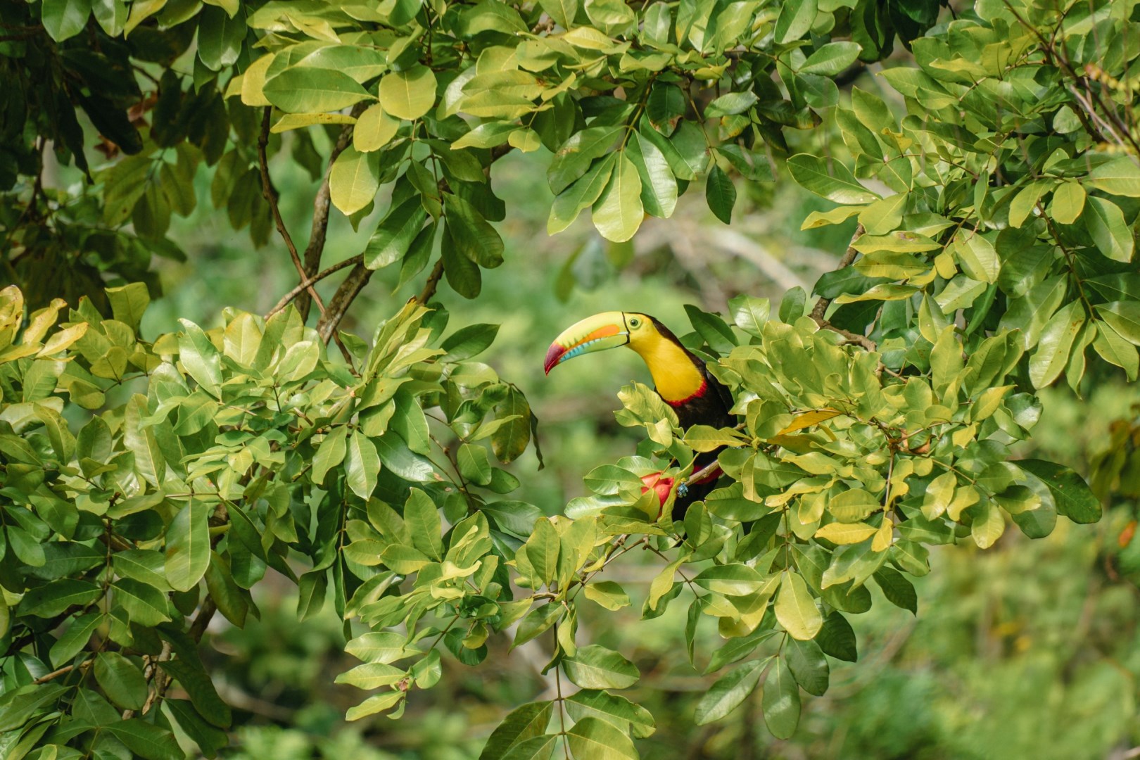 Cahuita National Park