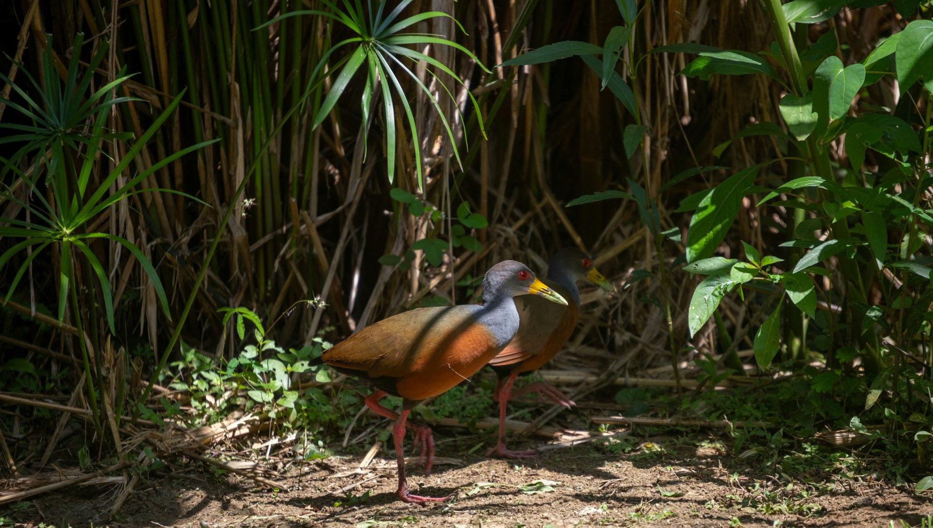 Grey-necked wood rails - Photo Credit: Photo by Bernd 📷 Dittrich on Unsplash