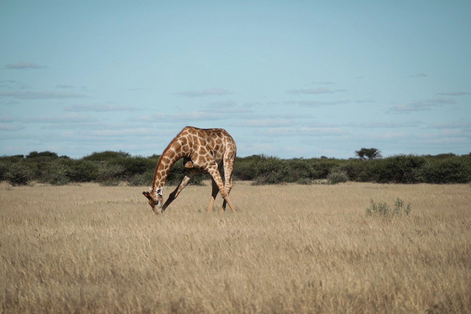 Central Kalahari Game Reserve