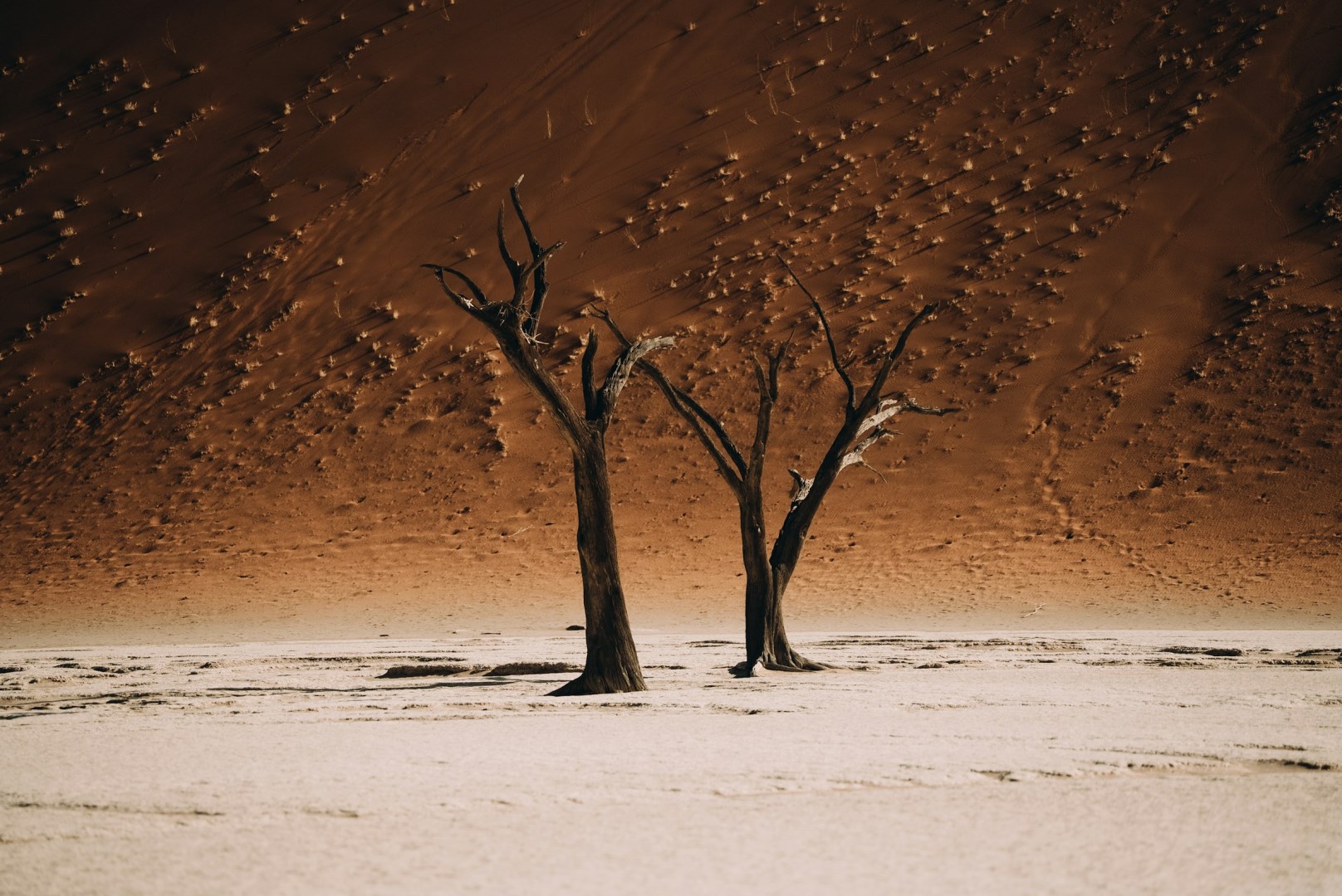  Photo Credit: Photo by NIR HIMI on Unsplash