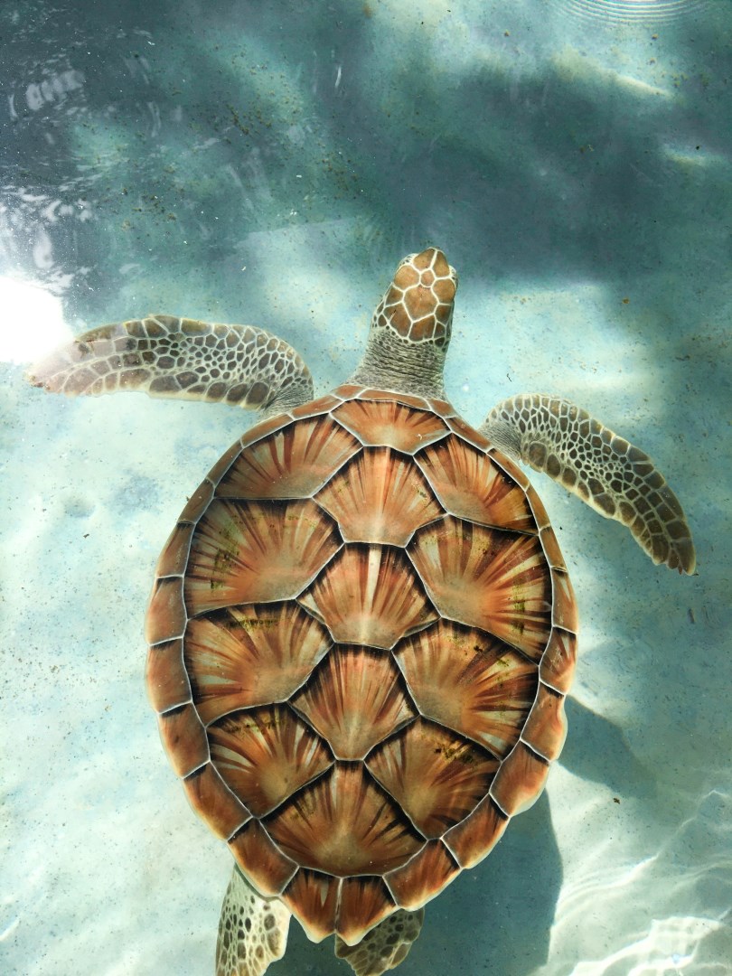 Xcaret - Photo Credit: Photo by Abner abiu Castillo diaz on Unsplash