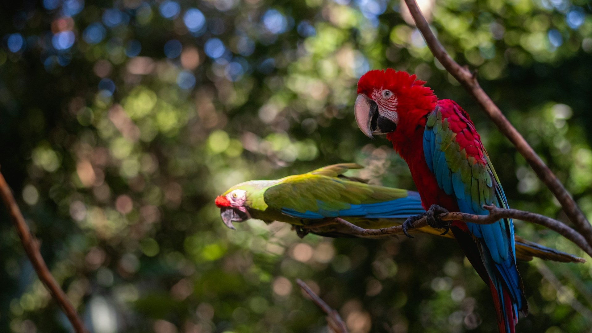Macaws - Photo Credit: Photo by Claude Piché on Unsplash