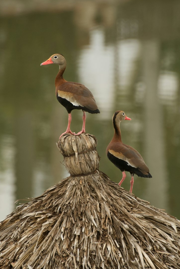black bellied whistling ducks - Photo Credit: Photo by stephan hinni on Unsplash