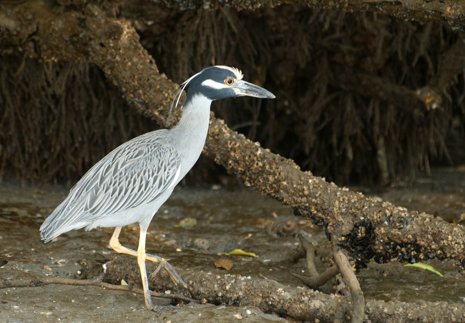 Yellow-crowned night heron - Photo Credit: Photo by stephan hinni on Unsplash