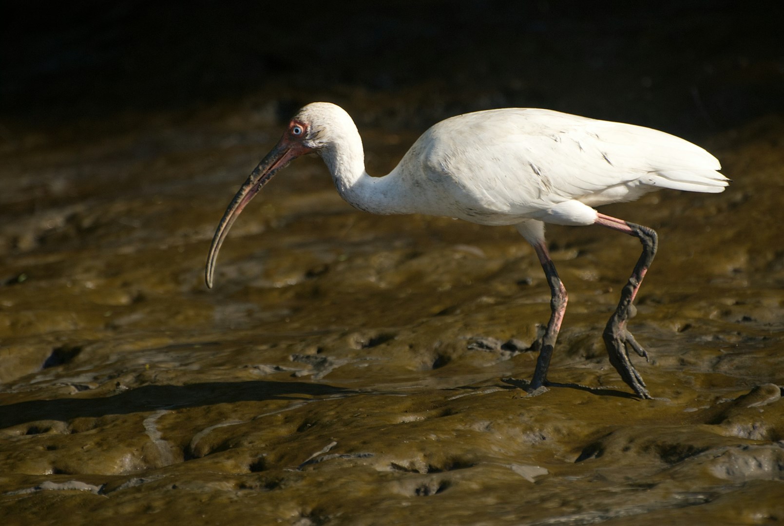 White ibis - Photo Credit: Photo by stephan hinni on Unsplash