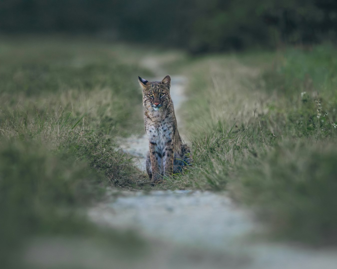 Bobcat - Photo Credit: Photo by Greg Sellentin on Unsplash