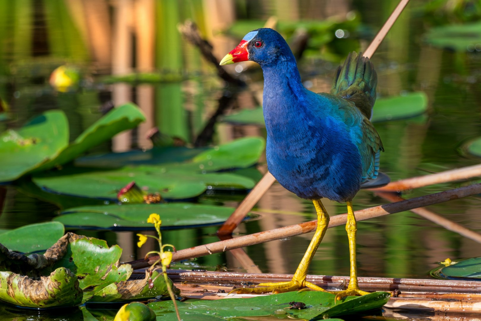 Purple Gallinule - Photo Credit: Photo by Joseph Corl on Unsplash