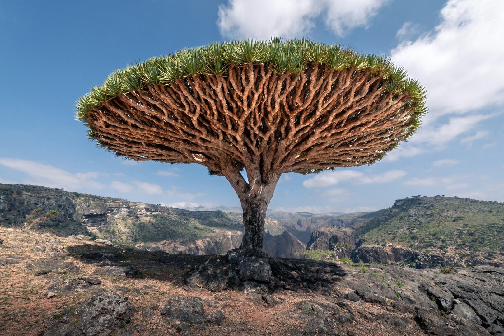 Dragon Blood tree - Photo Credit: Photo by Andrew Svk on Unsplash