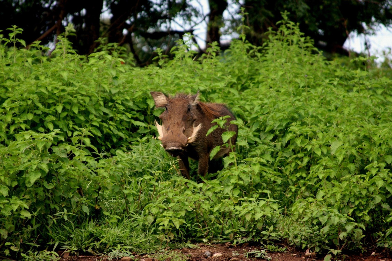Mole National Park