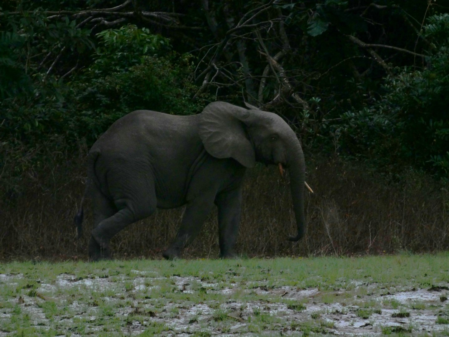 Pongara National Park