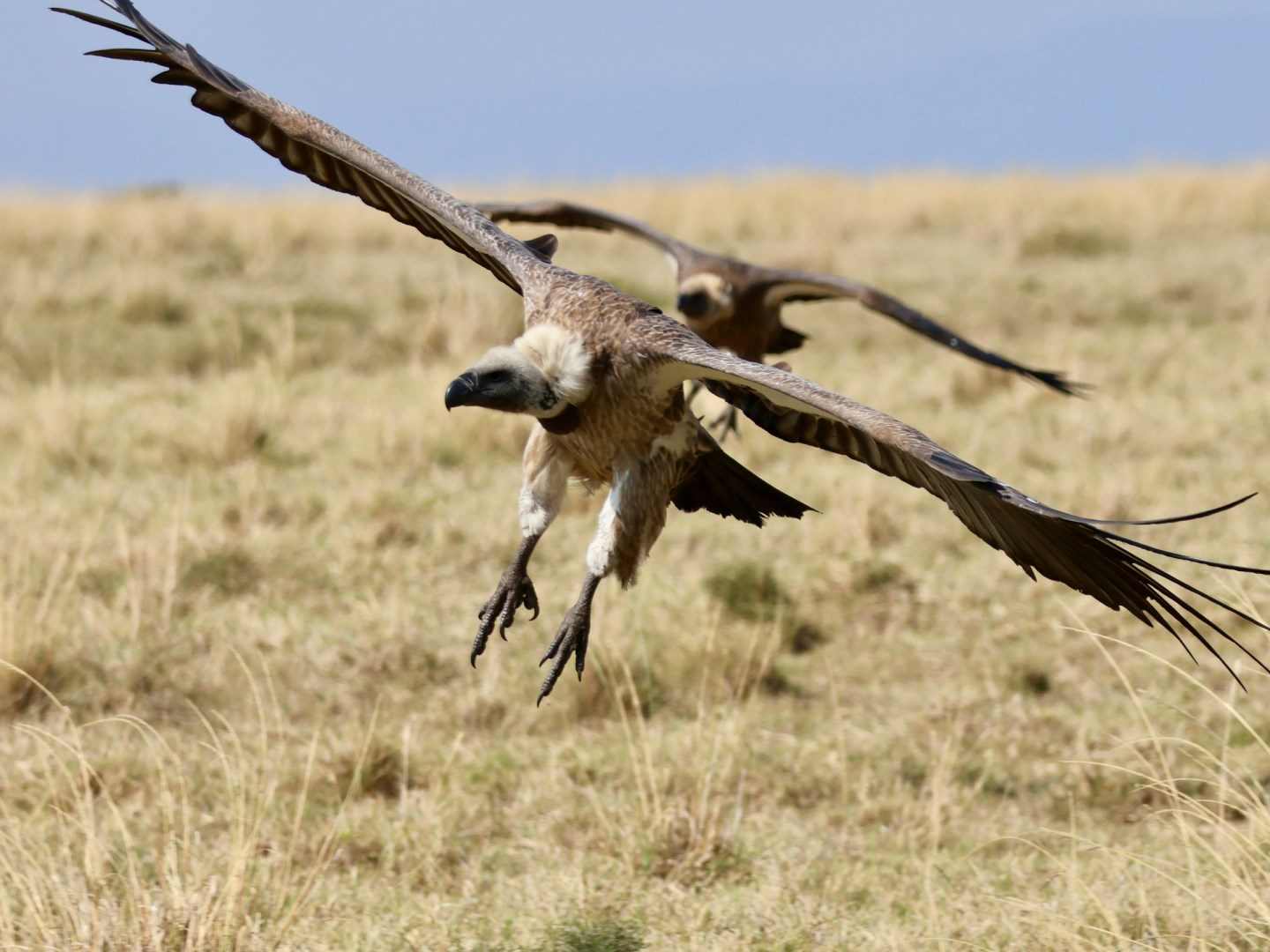 Narok