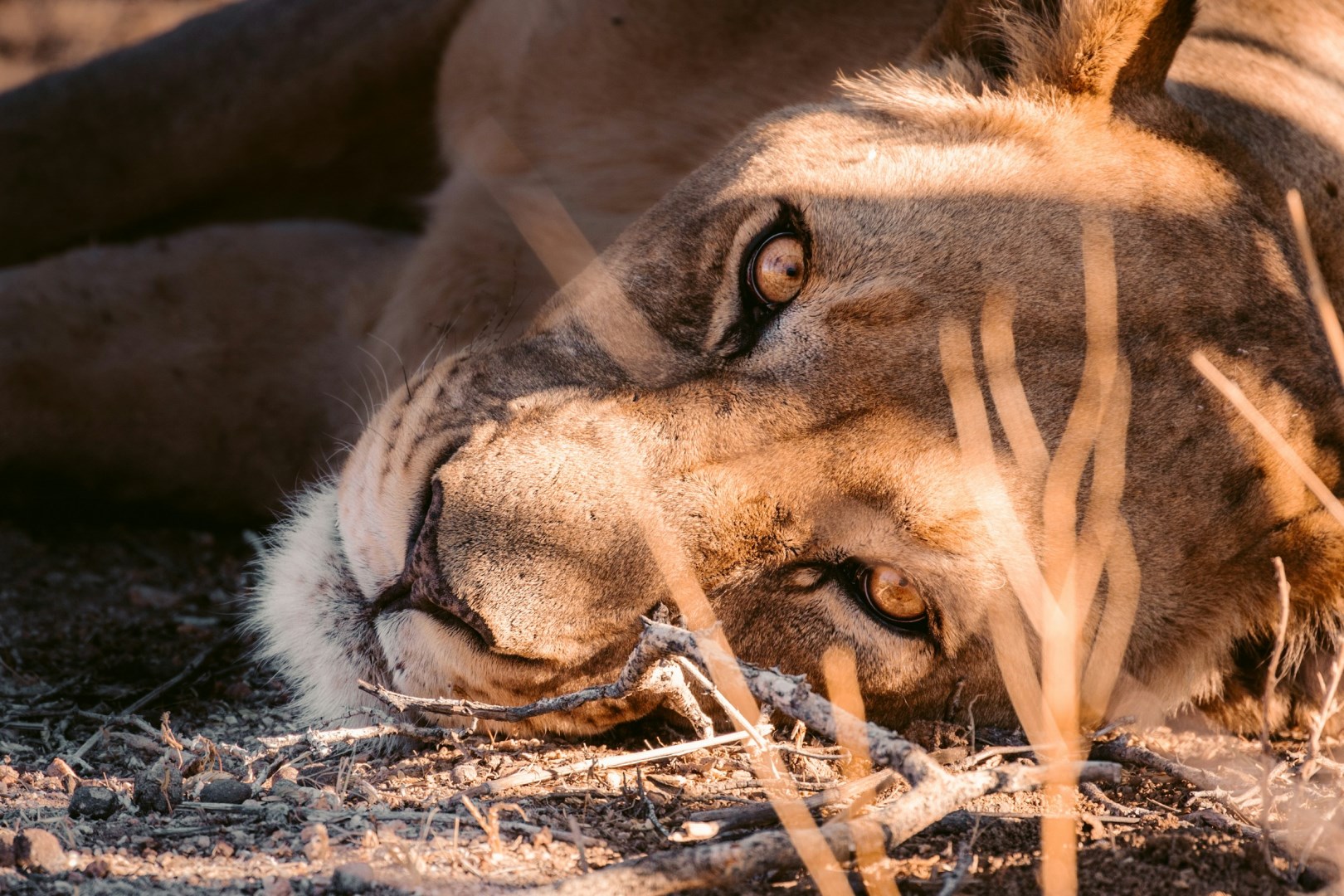Erindi Private Game Reserve