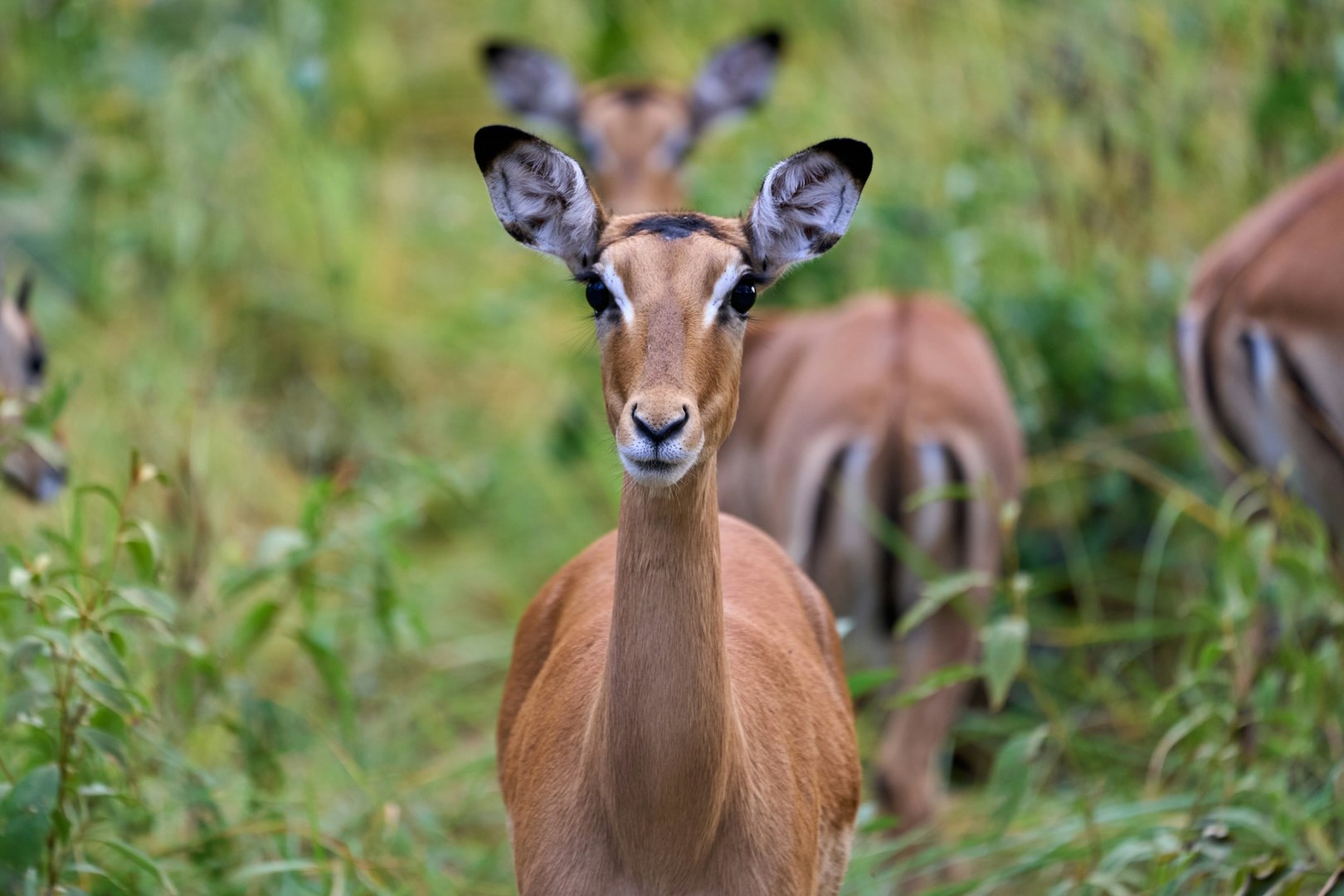 Impala - Photo Credit: Photo by Dmitrii Zhodzishskii on Unsplash