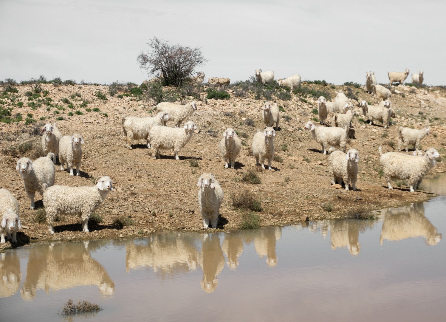 Angora goats - Photo Credit: Photo by Nikolaos Anastasopoulos on Unsplash