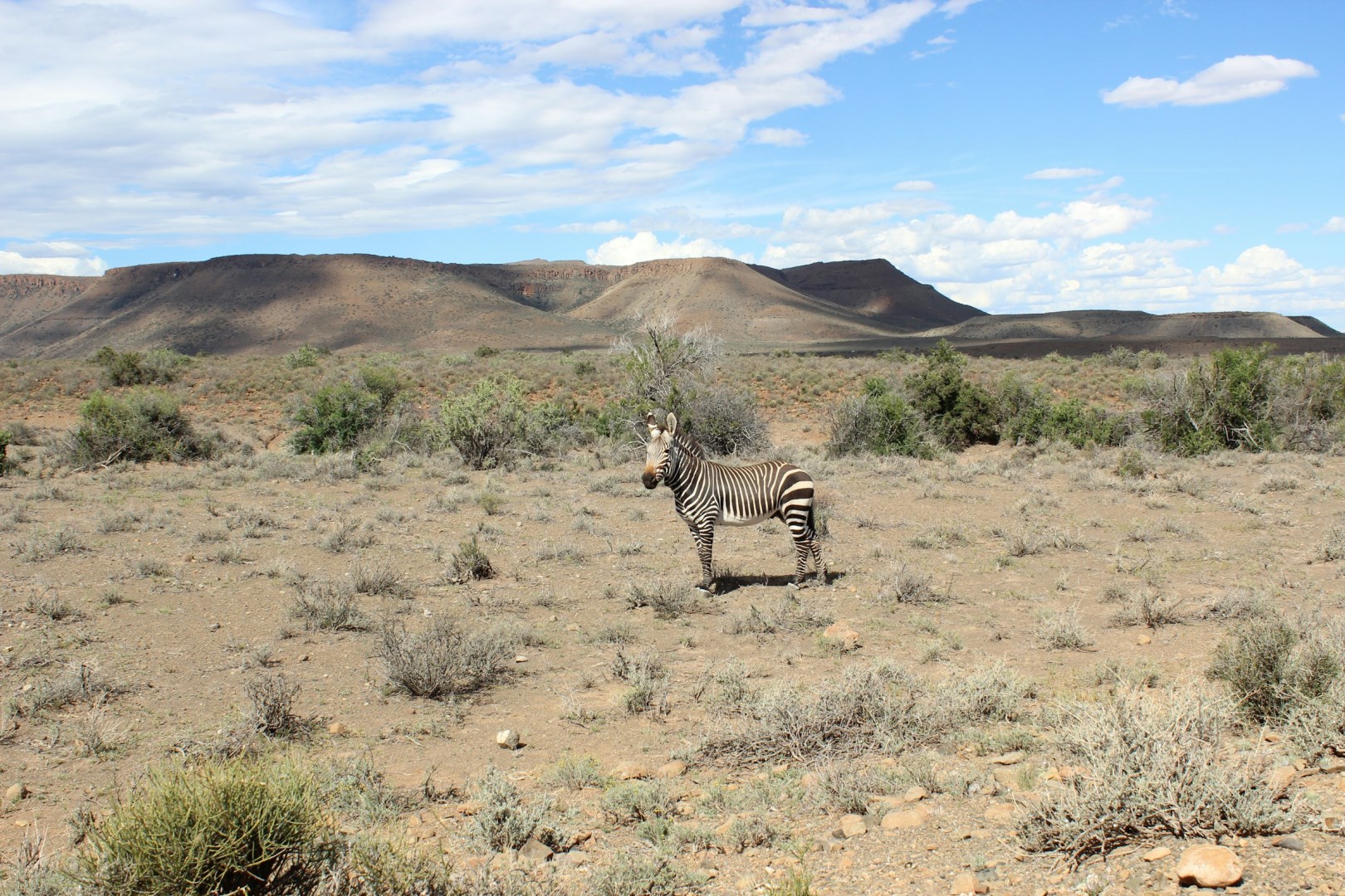 Karoo