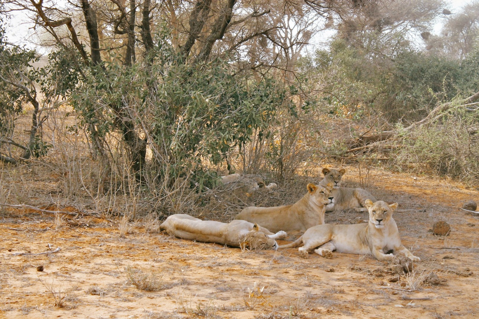 Lionesses - Photo Credit: Photo by Agnese Galbusera on Unsplash