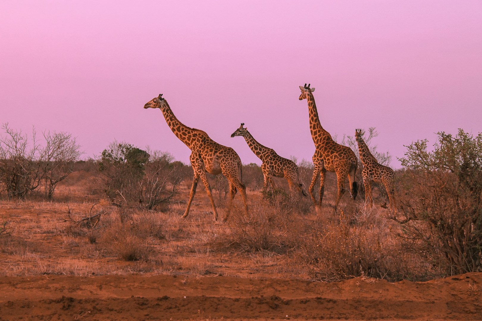  Photo Credit: Photo by Agnese Galbusera on Unsplash
