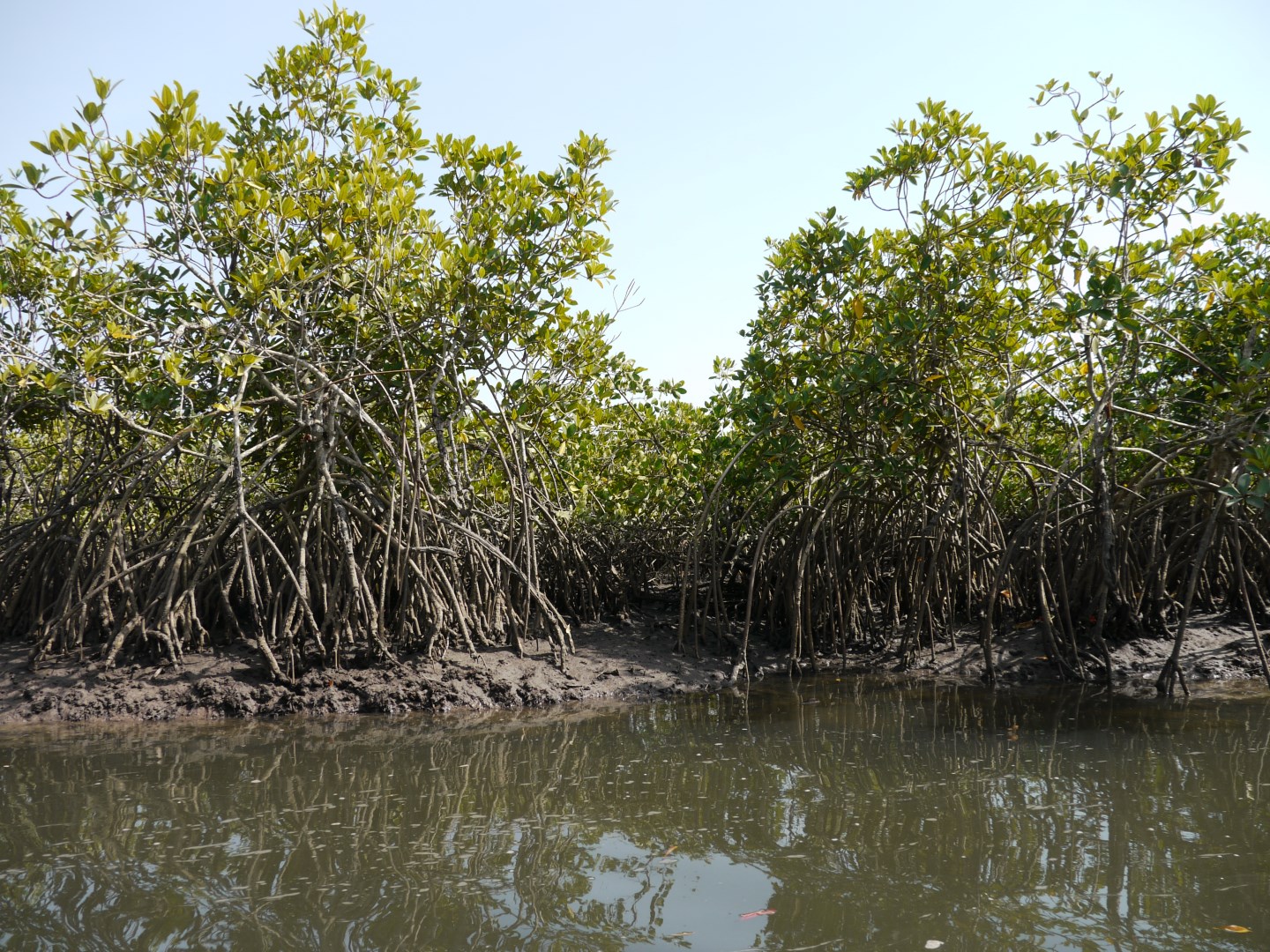 Dense mangrove roots line a tidal creek within Makasutu Culture Forest. - Photo Credit: Jan Kruithof/tjabeljan
