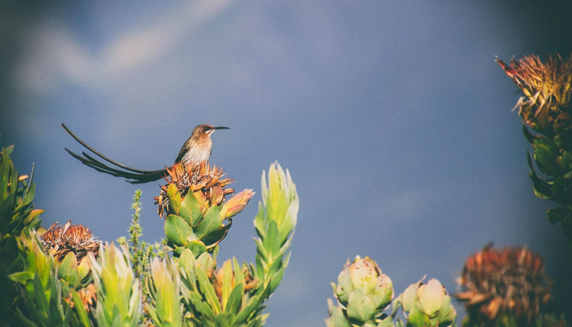 Photo Credit: Image by Delyth Williams from Pixabay