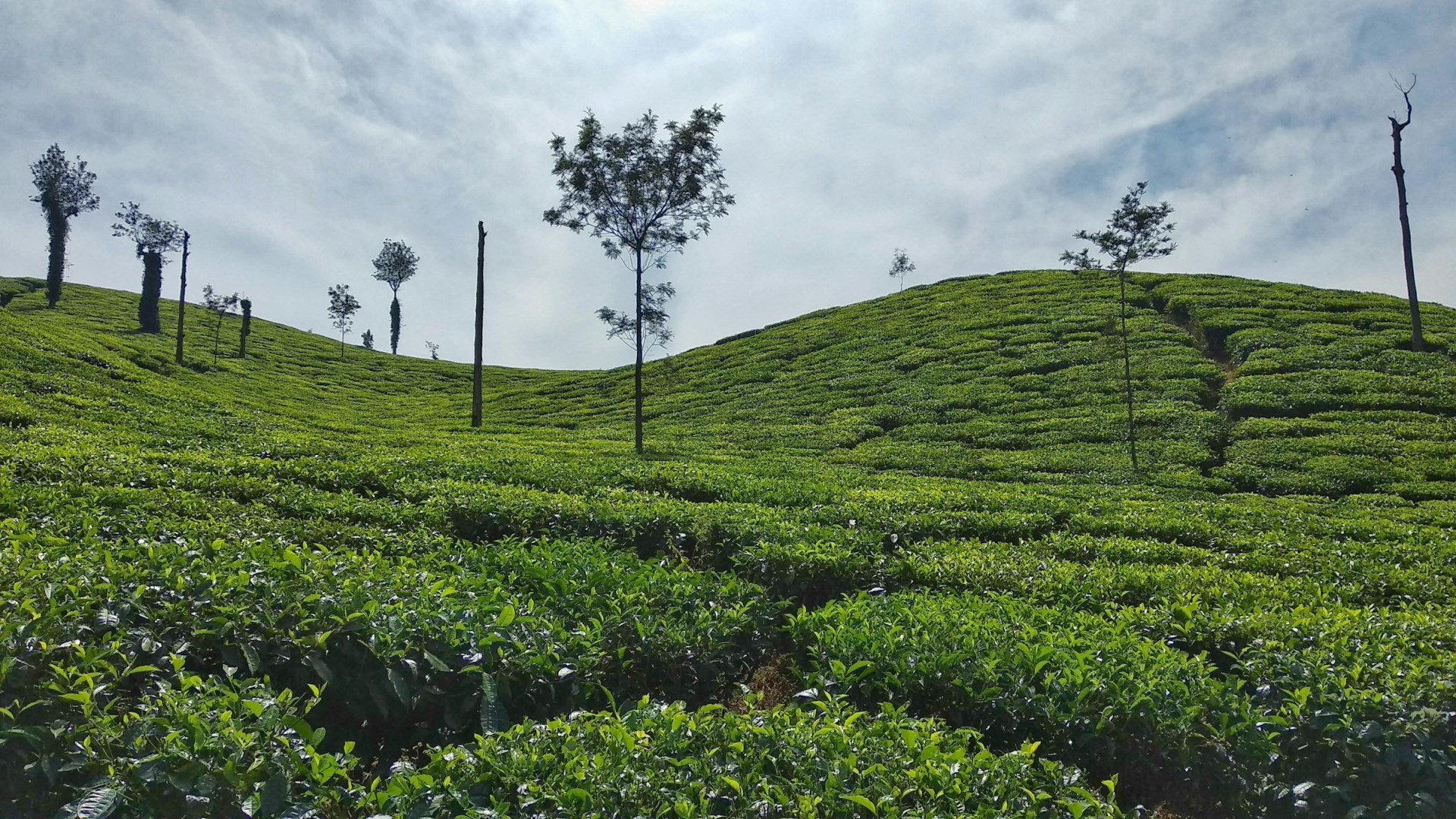 Tea Estates of Chikmagalur - Photo Credit: Photo by Hemendra Ahuja on Unsplash