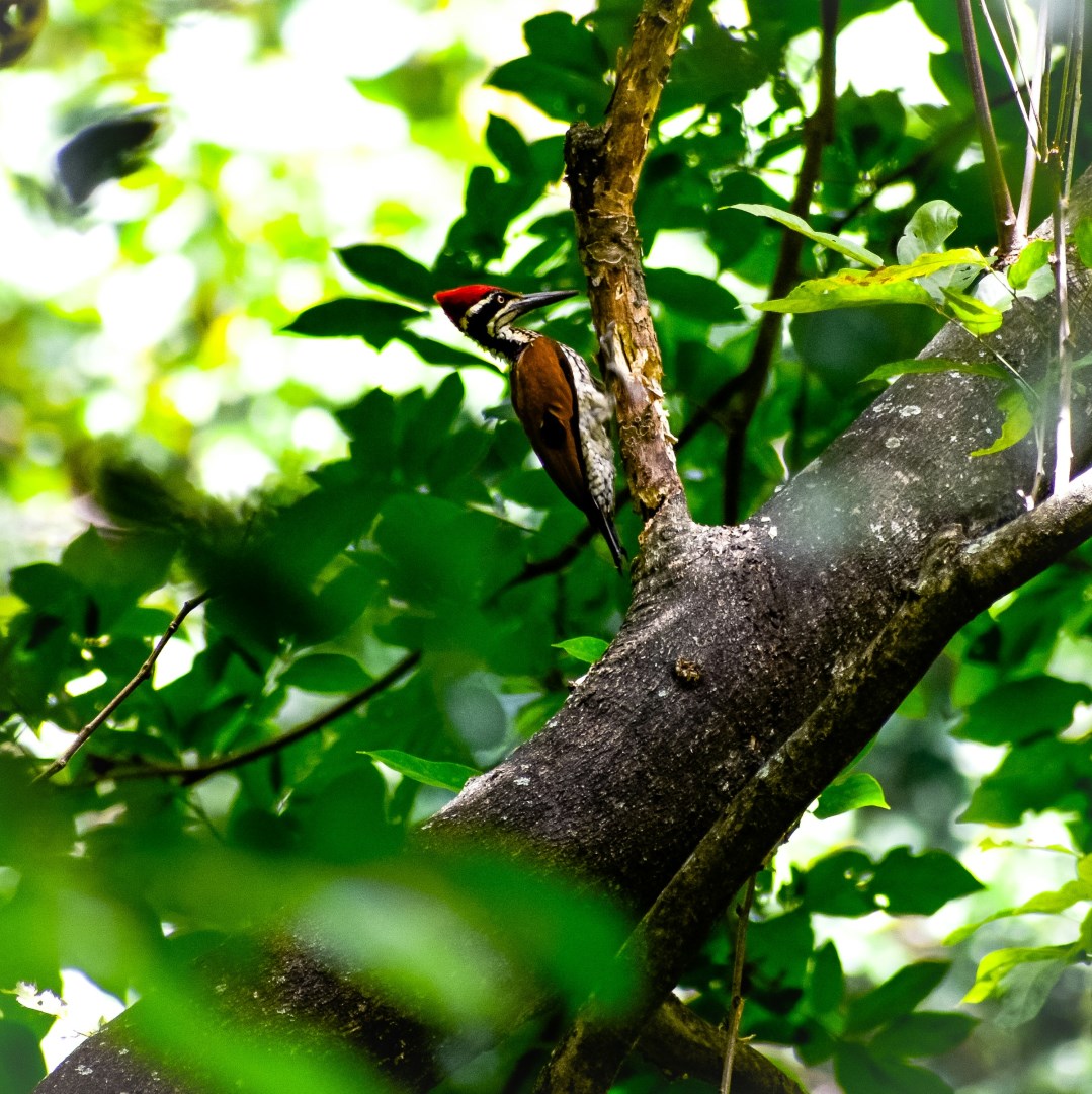  Photo Credit: Photo by Ganesh Kulasekara on Unsplash