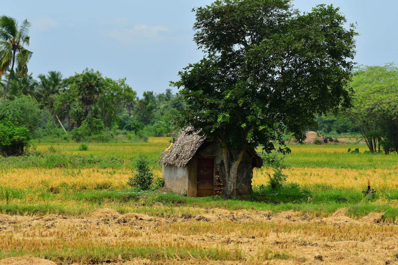  Photo Credit: Photo by Sreenivas on Unsplash
