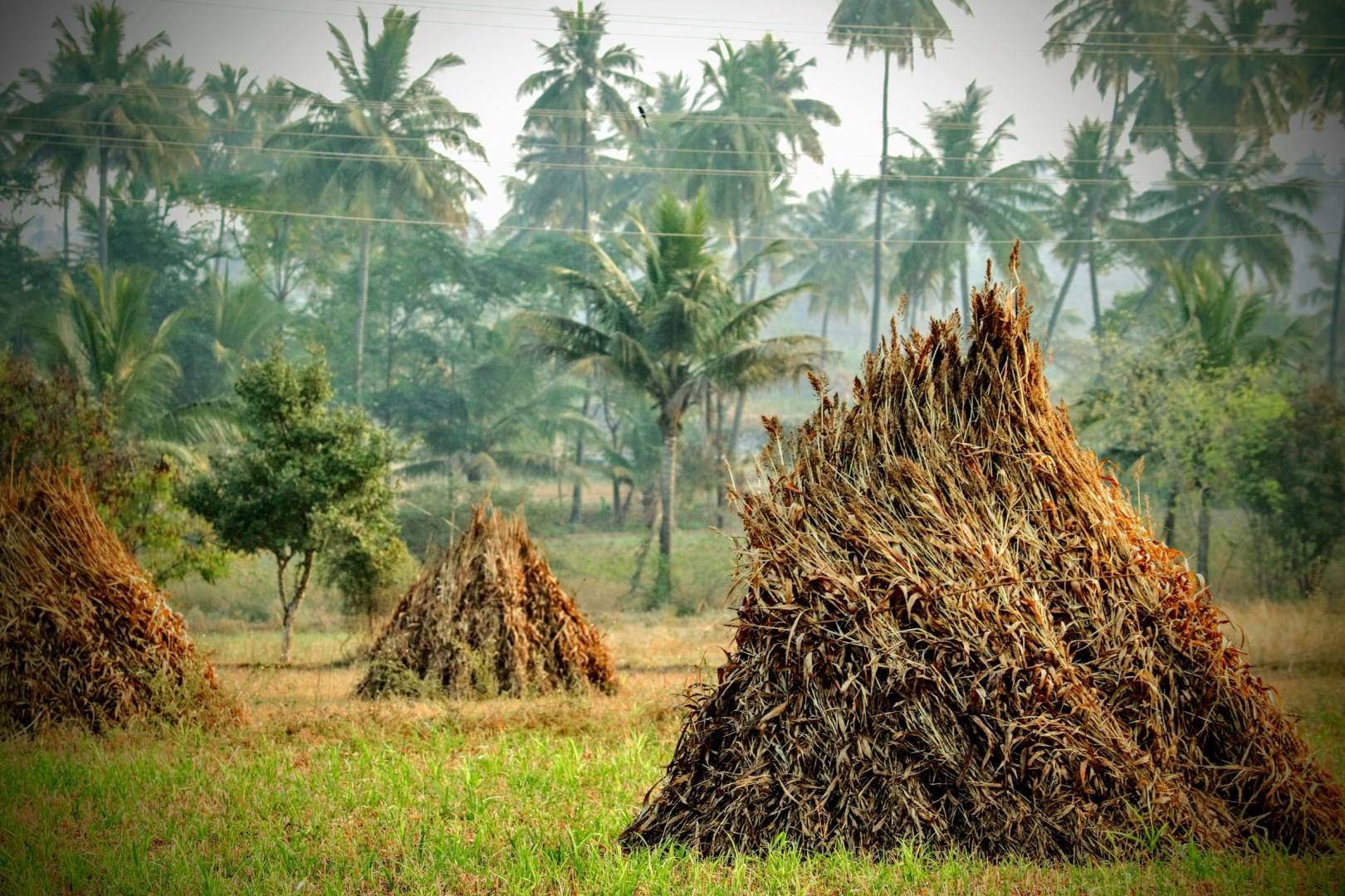  Photo Credit: Photo by Karthik S on Unsplash