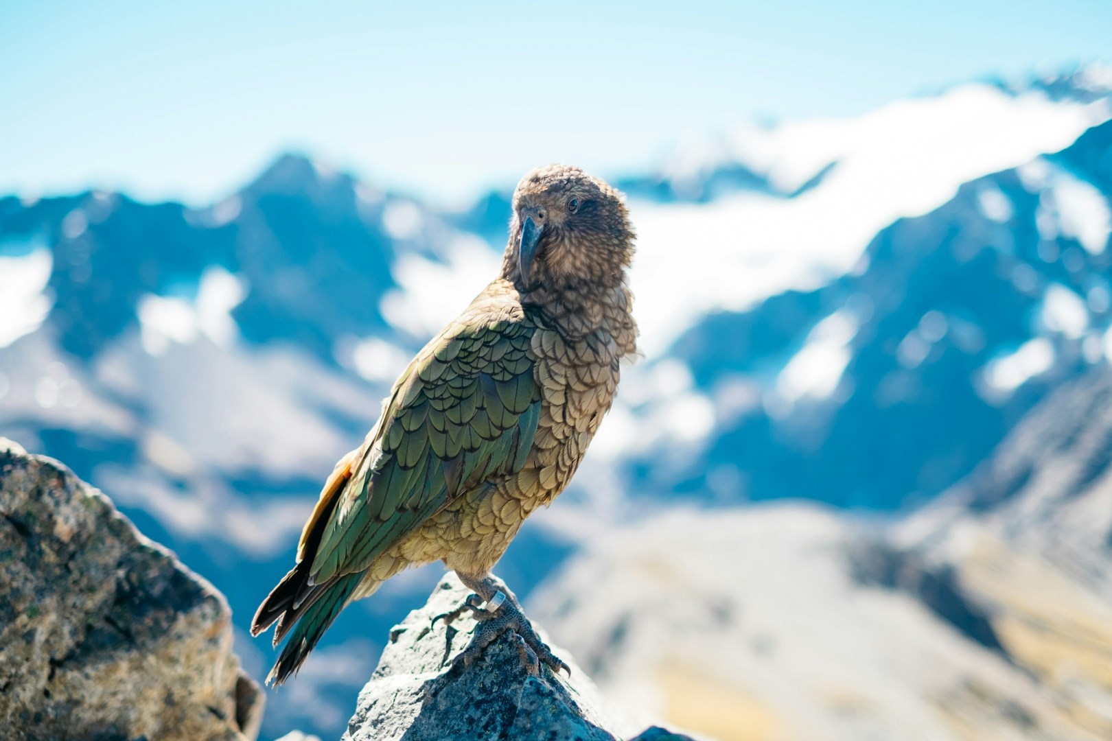 Kea - Photo Credit: Photo by Pablo Heimplatz on Unsplash