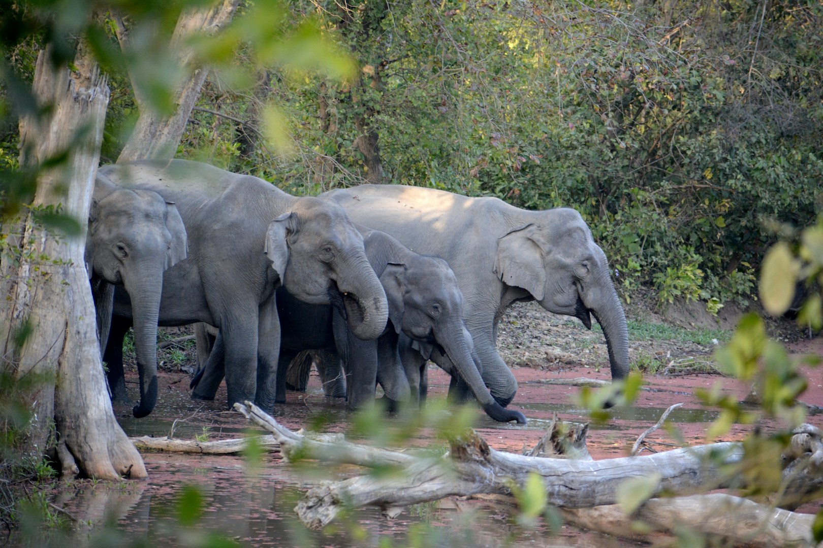Elephants - Photo Credit: Photo by Avinash Guruvayoor on Unsplash