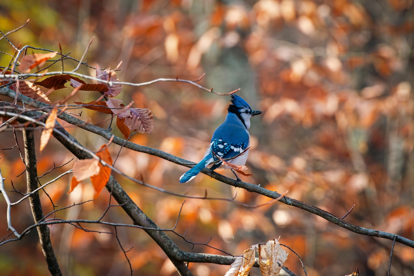  Photo Credit: Photo by Jason Krieger on Unsplash