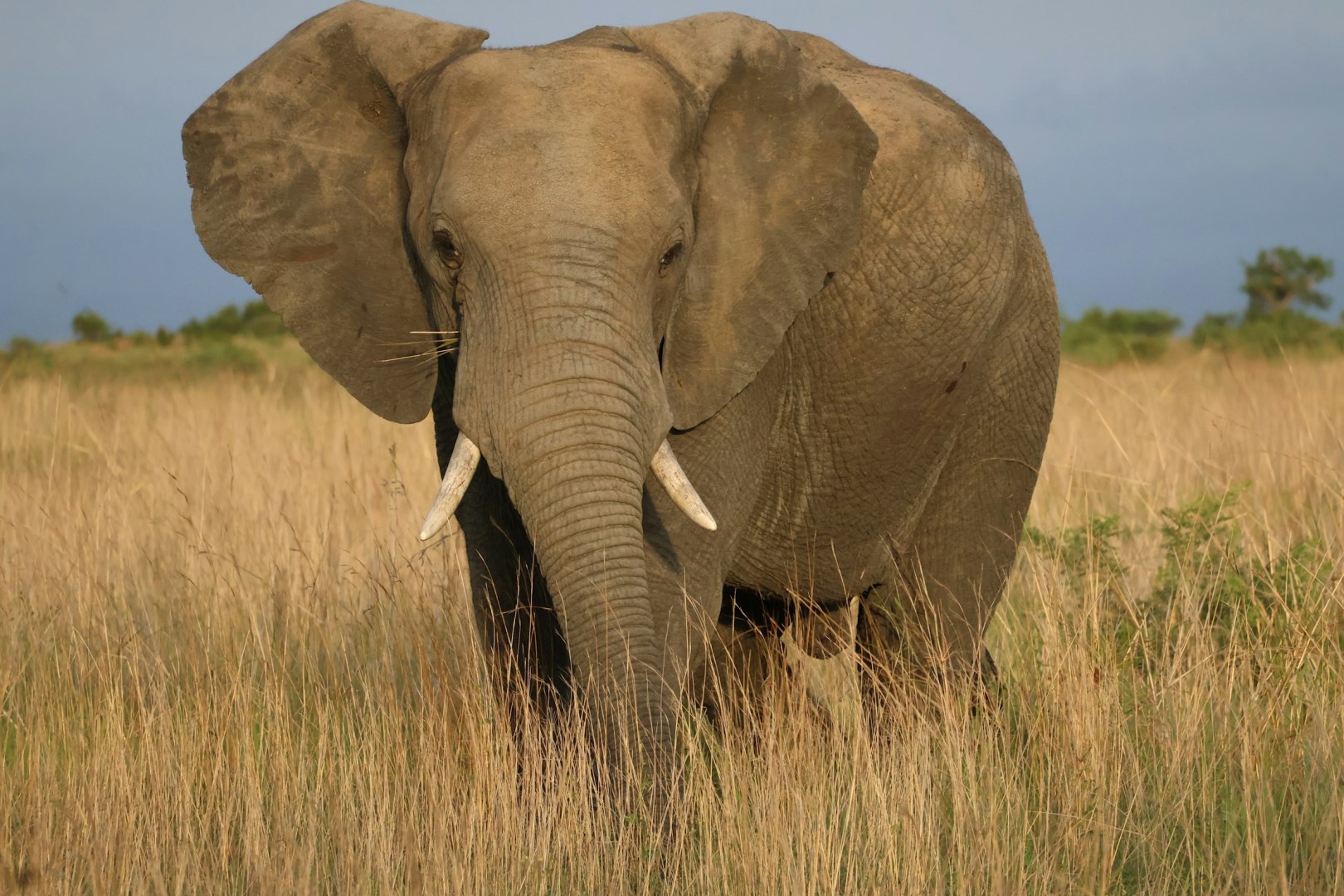 Nambiti Game Reserve - Photo Credit: Photo by Lilishia Gounder on Unsplash