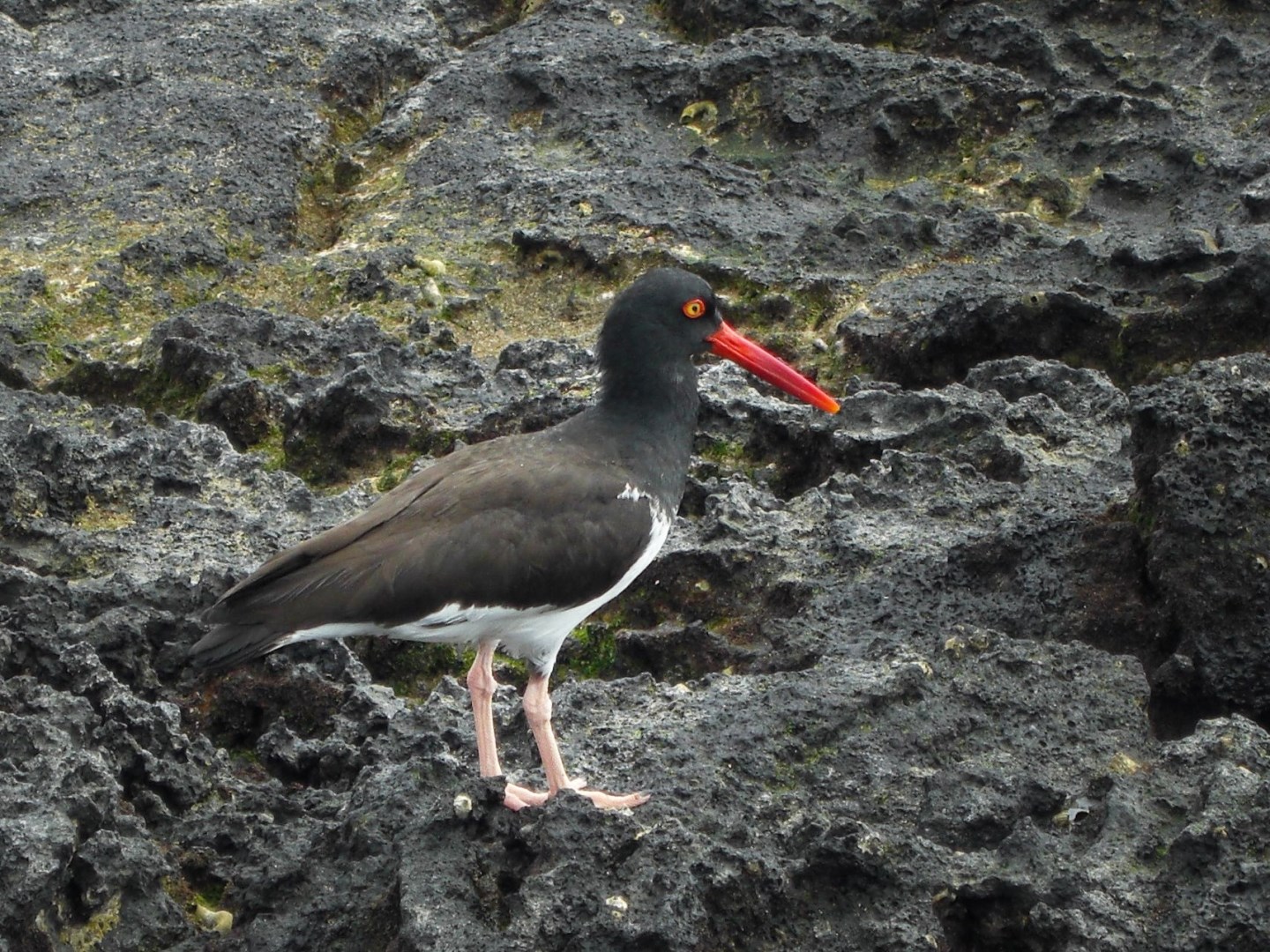 Galapagos Oystercatcher - Photo Credit: Photo by Jason Hollinger on Wikimedia