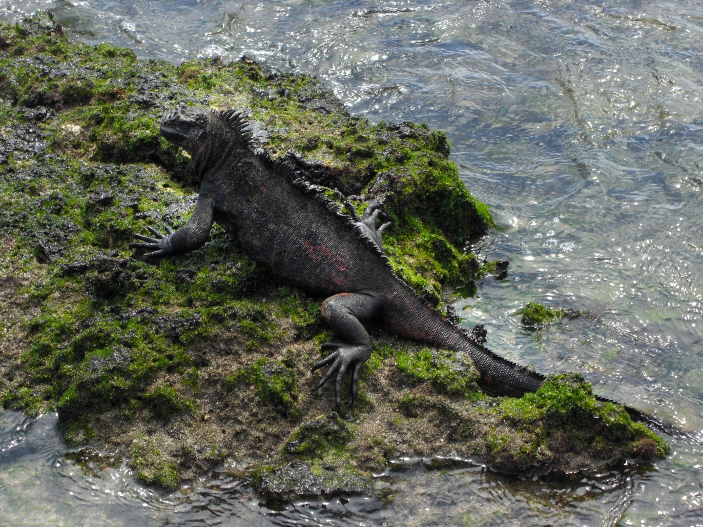  Photo Credit: Photo by Jason Hollinger on Wikimedia