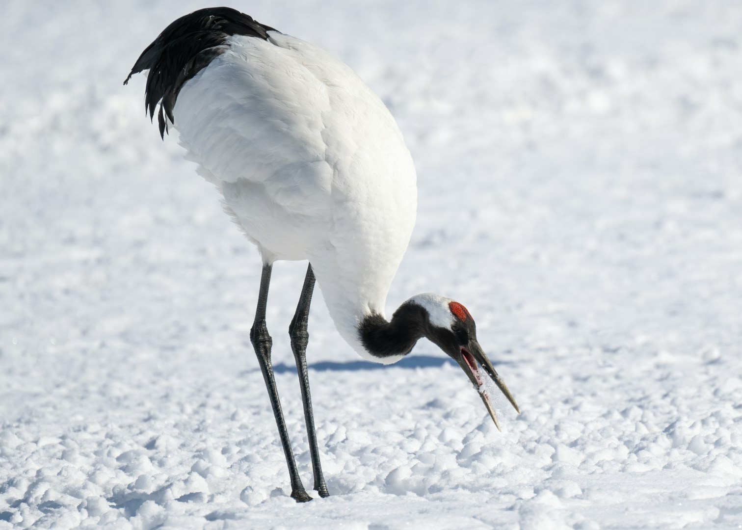 Red-crowned crane - Photo Credit: Photo by pen_ash on Unsplash
