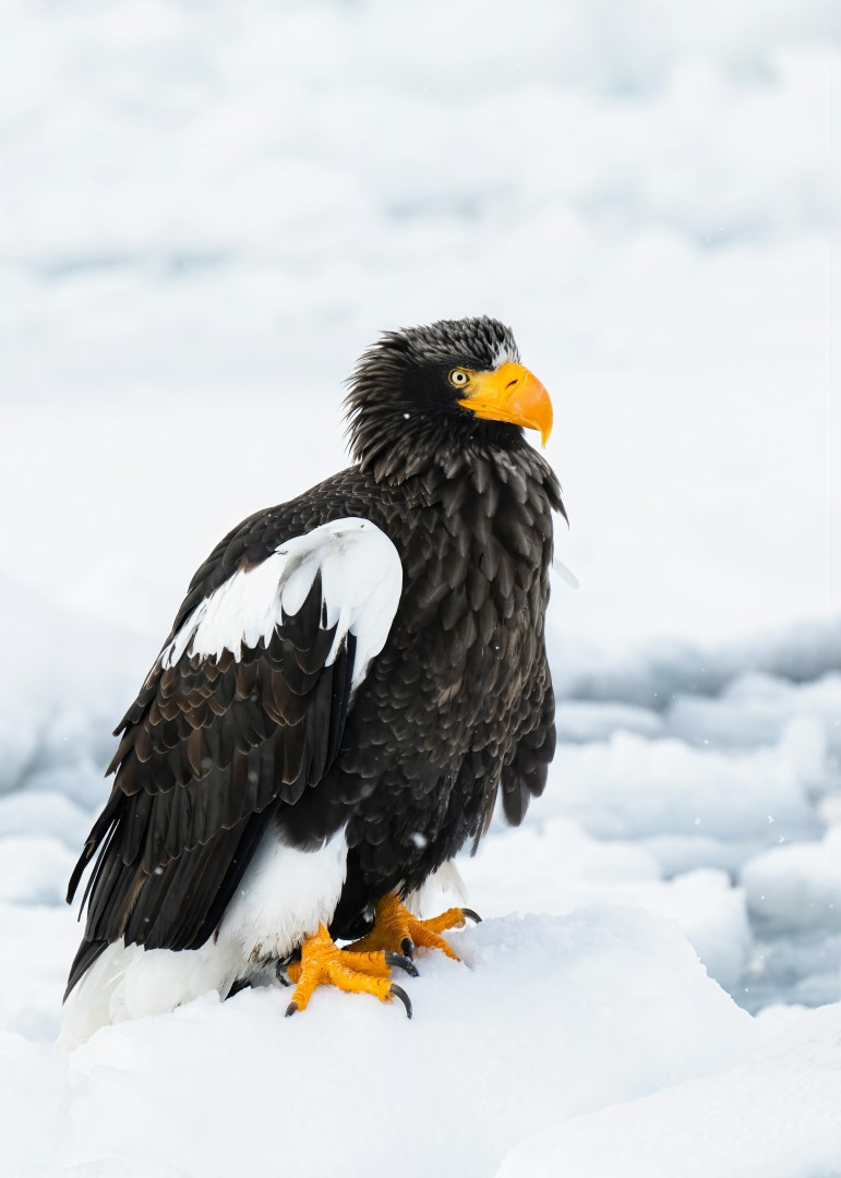 Steller's sea eagle - Photo Credit: Photo by pen_ash on Unsplash