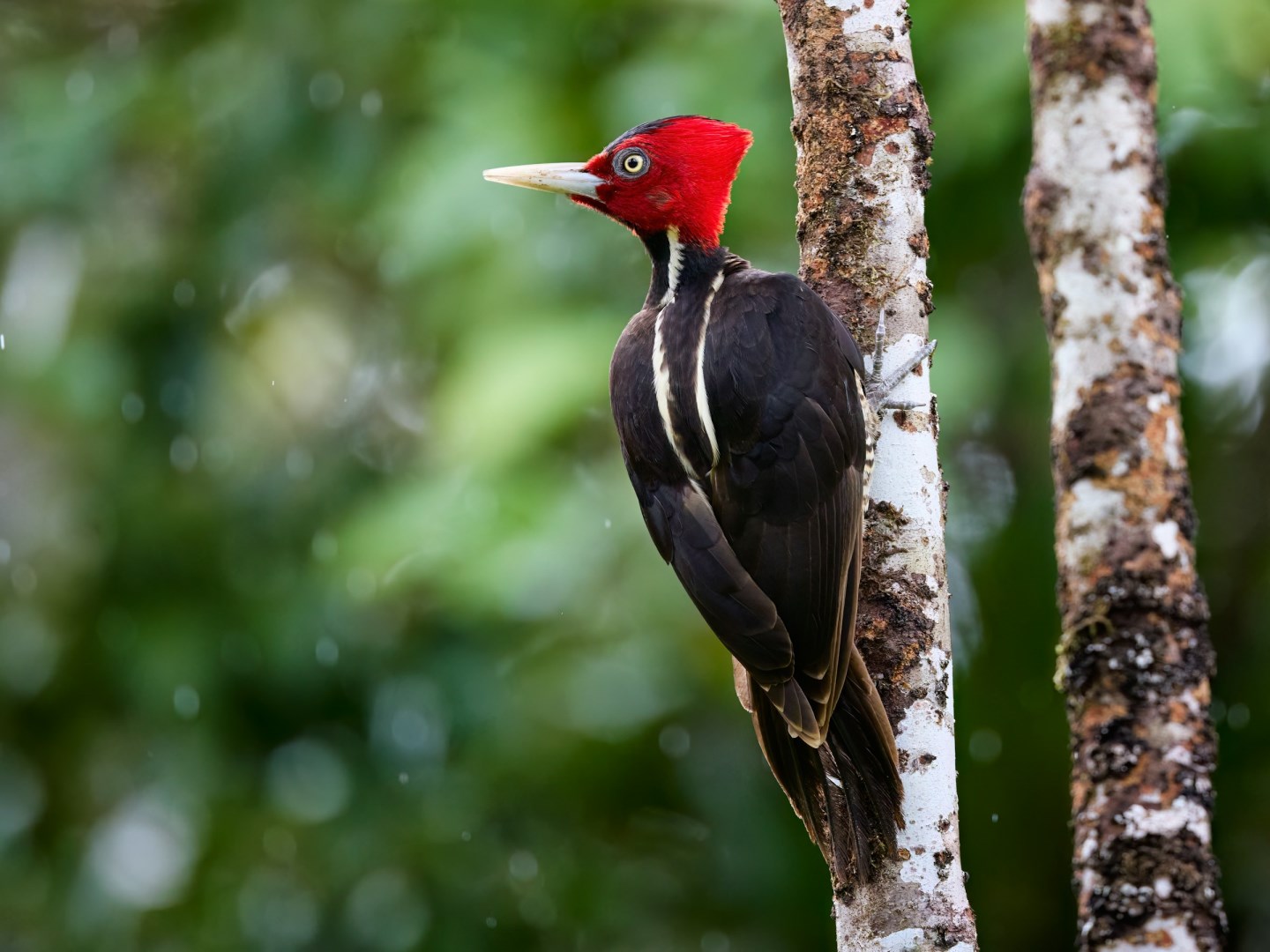 Pale-billed Woodpecker - Photo Credit: Photo by Zdeněk Macháček on Unsplash